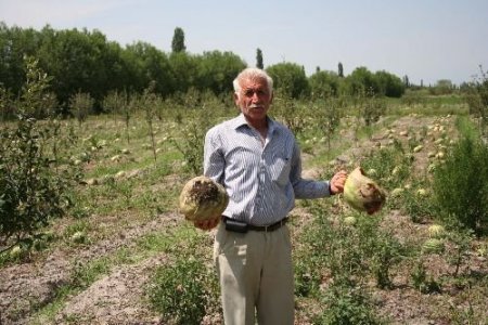Dolu Yağışı Meyve Ve Sebze Üreticisini Mağdur Etti