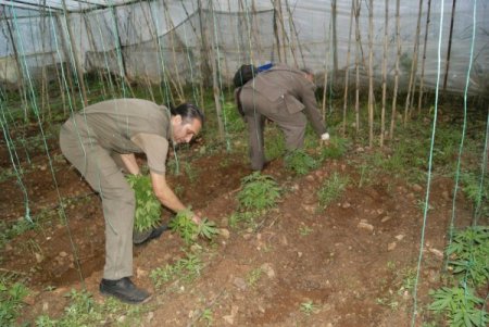 Domates serasında 10 bin kök Hint keneviri yetiştirmiş
