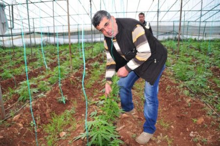 Domates serasında 10 bin kök Hint keneviri yetiştirmiş