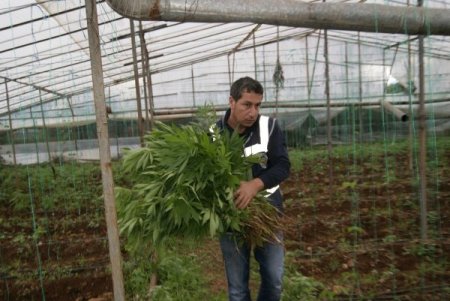 Domates serasında 10 bin kök Hint keneviri yetiştirmiş