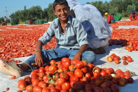 Domates Üreticisi Bu Yıl Umduğunu Bulamadı