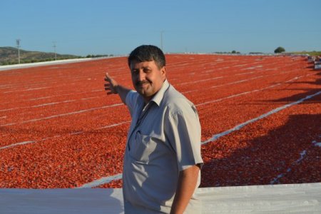 Domates Üreticisi Bu Yıl Umduğunu Bulamadı