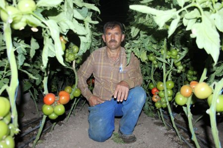 Domates üreticisi ilaçların maliyetini düşürdü