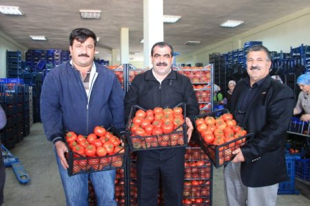Domates üreticisi sıkıntılı