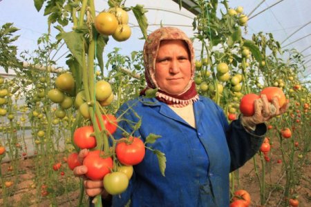 Domates üreticisi sıkıntılı