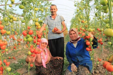 Domates üreticisi sıkıntılı