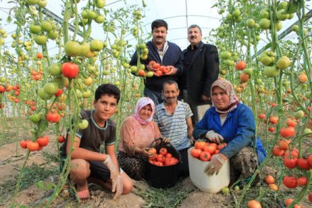 Domates üreticisi sıkıntılı