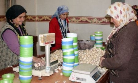 Domuz Gribi, Taşköprü Sarımsağına Talebi Artırdı