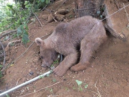 Domuz kapanına yakalanan yavru ayı kurtarıldı