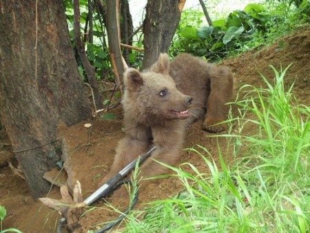 Domuz kapanına yakalanan yavru ayı kurtarıldı