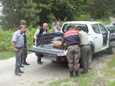 Domuz kapanına yakalanan yavru ayı kurtarıldı