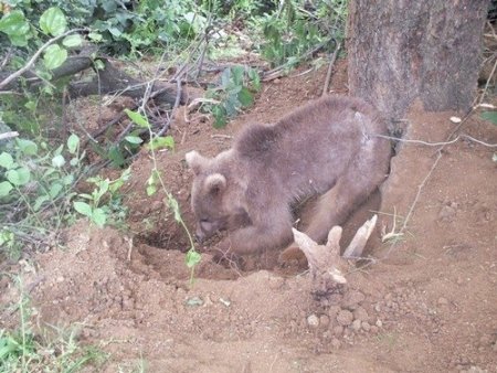 Domuz kapanına yakalanan yavru ayı kurtarıldı