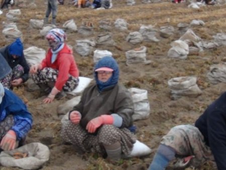Don, Beypazarı’nda Havuç Hasadını Etkiledi