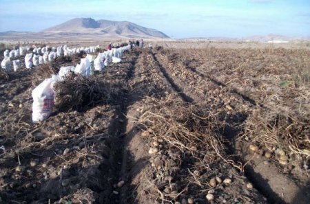 Dondan Zarar Gören Çiftçilere 1 Milyon 400 Bin Lira Yardım