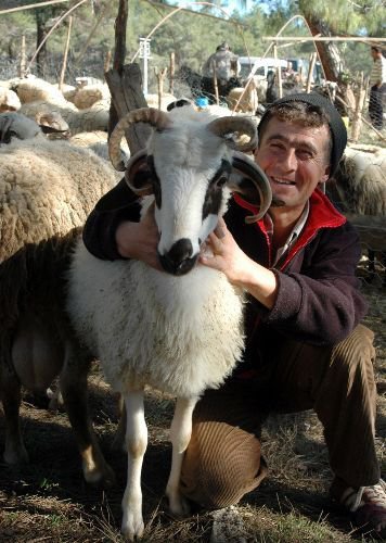 Dört Boynuzlu Koç 600 Liraya Satıldı