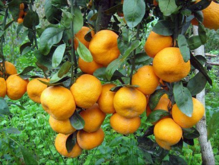 Dörtyol narenciyesini festivalle tanıtacak