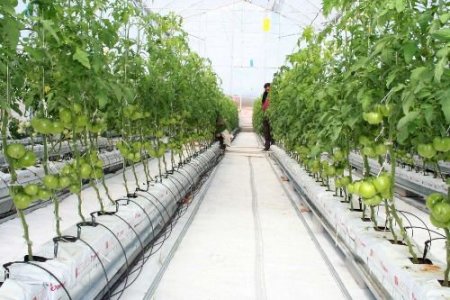 Dörtyol Topraksız Tarımla Buluştu