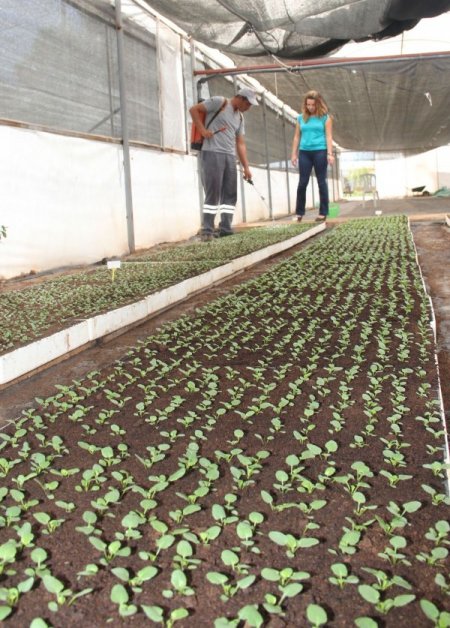 Döşemealtı Belediyesi serasında kışlık ve mevsimlik çiçek üretimi başladı
