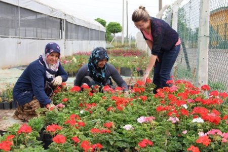 Döşemealtı Belediyesi Serasında Ürettiği Süs Bitkilerini Toprakla Buluşturuyor