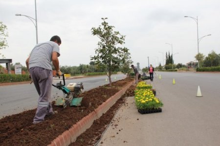 Döşemealtı Belediyesi Serasında Ürettiği Süs Bitkilerini Toprakla Buluşturuyor