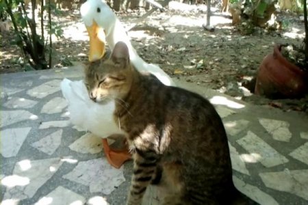 Dostluğun Böylesi!