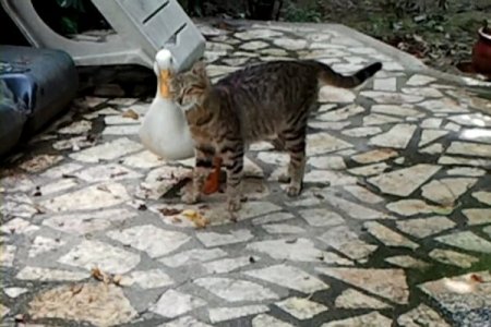 Dostluğun Böylesi!