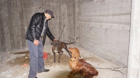 Dövüş için rehin tutulan köpekleri hayvanseverler kurtardı