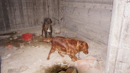 Dövüş için rehin tutulan köpekleri hayvanseverler kurtardı