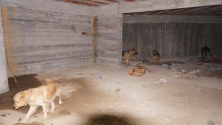 Dövüş için rehin tutulan köpekleri hayvanseverler kurtardı