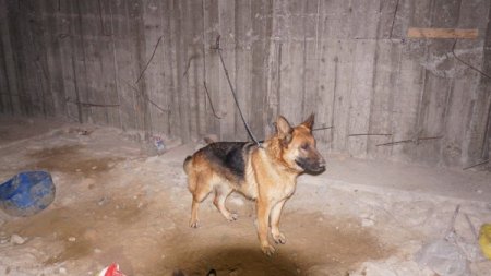 Dövüş için rehin tutulan köpekleri hayvanseverler kurtardı