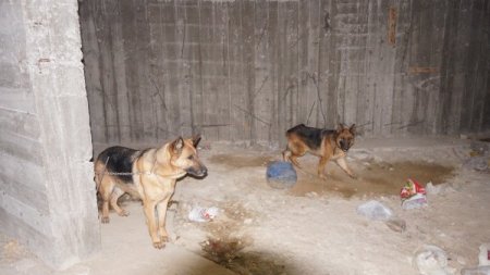 Dövüş için rehin tutulan köpekleri hayvanseverler kurtardı