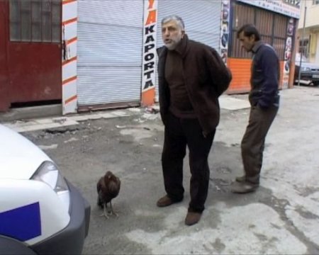 Dövüştürülen Horozlar, Yaralı Halde Sokağa Terk Edildi