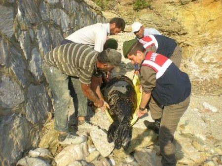 Duman isimli fok, denizden çıkarılarak morga götürüldü (Özel)