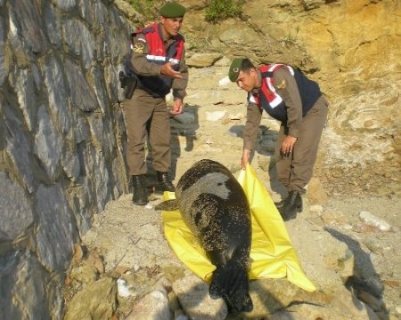 Duman isimli fok, denizden çıkarılarak morga götürüldü (Özel)