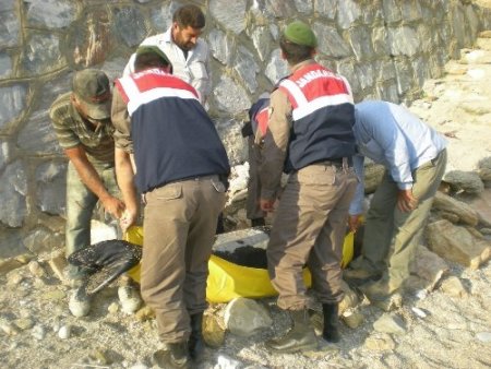 Duman isimli fok, denizden çıkarılarak morga götürüldü (Özel)