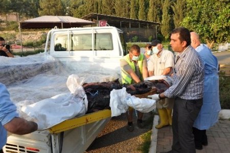 Duman isimli fokun, darp sonucu öldüğü ortaya çıktı