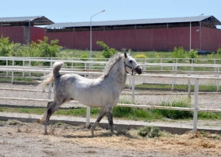 Dünya en iyi atı Turbo’ya Bakanlık koruması