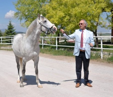Dünya en iyi atı Turbo’ya Bakanlık koruması