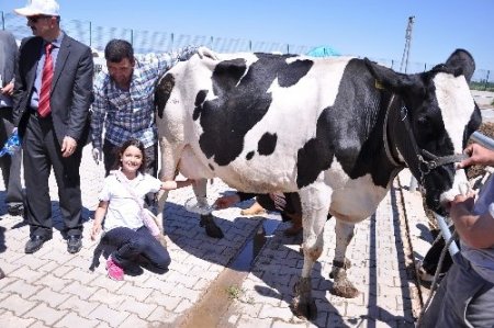 Dünya Süt Günü'nde öğrenciler süt sağdı