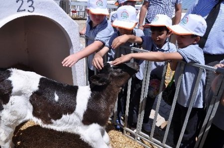 Dünya Süt Günü'nde öğrenciler süt sağdı