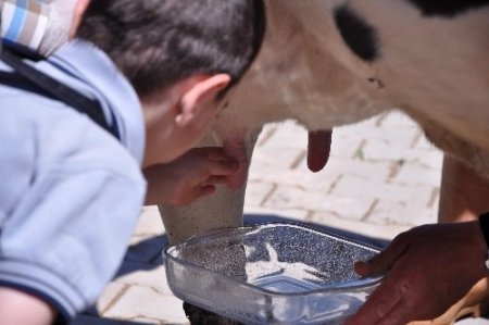 Dünya Süt Günü'nde öğrenciler süt sağdı