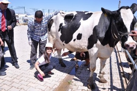 Dünya Süt Günü'nde öğrenciler süt sağdı
