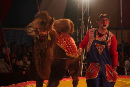 Dünyaca Ünlü Arena Sirki, Burdur'da İzleyiciyle Buluştu