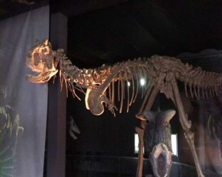 Dünyanın En Büyük Dinozor İskeletleri Sergileniyor