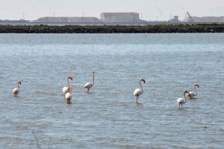 Dünyanın En Büyük Flamingo Kuluçka Adası İzmir'de