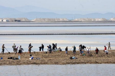 Dünyanın En Büyük Flamingo Kuluçka Adası İzmir'de