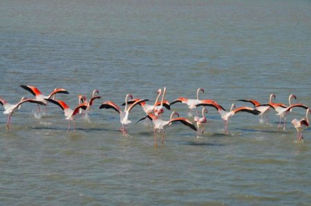 Dünyanın En Büyük Üçüncü Flamingo Adası İzmir'de Kuruluyor