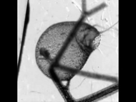 Dünyanın En Hızlı Avlanan Etobur Bitkisi Keşfedildi