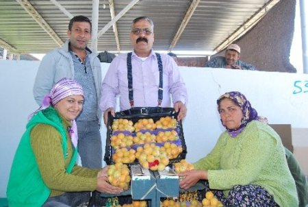 Dünyanın erkenci kayısını üreten Mut, 20 bin ton ihracat yapacak
