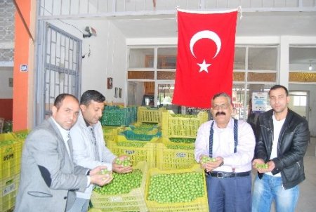 Dünyanın erkenci kayısını üreten Mut, 20 bin ton ihracat yapacak